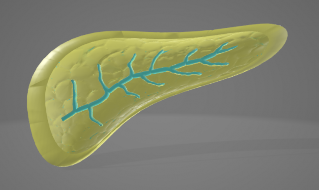 PANCREAS - HUMAN ANATOMY 3D Модель .c4d .max .obj .3ds .fbx .stl .blend 