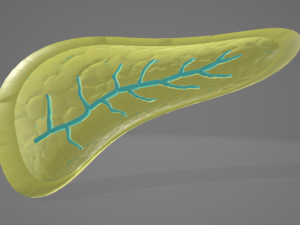 PANCREAS - HUMAN ANATOMY 3D Model