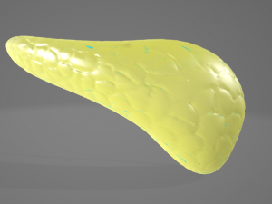 PANCREAS - HUMAN ANATOMY 3D Модель