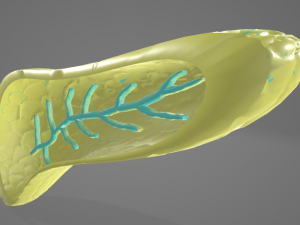 PANCREAS - HUMAN ANATOMY 3D Модель