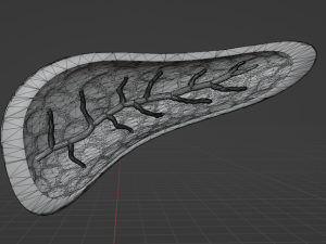 PANCREAS - HUMAN ANATOMY 3D Модель
