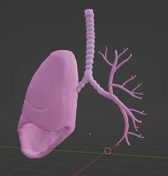 HUMAN LUNGS - ANATOMY 3D MODEL 3D Model .c4d .max .obj .3ds .fbx .stl .blend