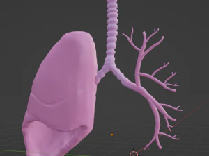 人間の肺 - 解剖学 3D モデル 3Dモデル