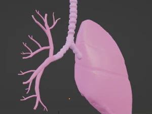 HUMAN LUNGS - ANATOMY 3D MODEL 3D Model