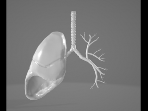 HUMAN LUNGS - ANATOMY 3D MODEL Model 3D