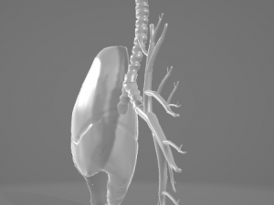 HUMAN LUNGS - ANATOMY 3D MODEL Model 3D