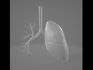HUMAN LUNGS - ANATOMY 3D MODEL Model 3D