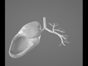 HUMAN LUNGS - ANATOMY 3D MODEL Model 3D