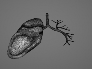 HUMAN LUNGS - ANATOMY 3D MODEL Model 3D