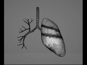 HUMAN LUNGS - ANATOMY 3D MODEL 3D Model