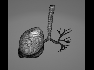 HUMAN LUNGS - ANATOMY 3D MODEL Model 3D