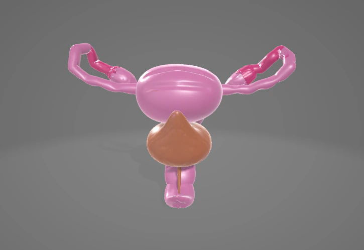 FEMALE REPRODUCTIVE SYSTEM - ANATOMY 3D MODEL 3D Model .c4d .max .obj .3ds .fbx .stl .blend 