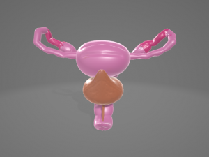 FEMALE REPRODUCTIVE SYSTEM - ANATOMY 3D MODEL 3D Model