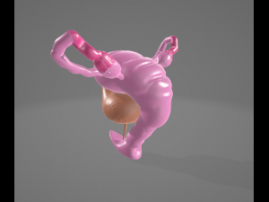 FEMALE REPRODUCTIVE SYSTEM - ANATOMY 3D MODEL 3D 模型