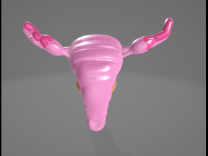 FEMALE REPRODUCTIVE SYSTEM - ANATOMY 3D MODEL 3D 模型
