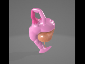 FEMALE REPRODUCTIVE SYSTEM - ANATOMY 3D MODEL 3D 模型