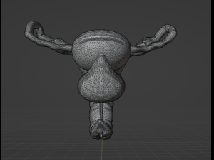 FEMALE REPRODUCTIVE SYSTEM - ANATOMY 3D MODEL 3D 模型