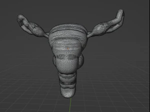 FEMALE REPRODUCTIVE SYSTEM - ANATOMY 3D MODEL 3D Model