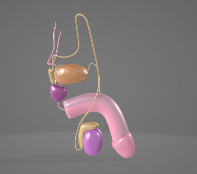 THE MALE REPRODUCTIVE SYSTEM - ANATOMY 3D MODEL 3D Model .c4d .max .obj .3ds .fbx .stl .blend 