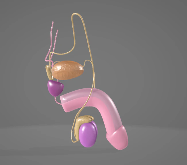 THE MALE REPRODUCTIVE SYSTEM - ANATOMY 3D MODEL 3D Model .c4d .max .obj .3ds .fbx .stl .blend 