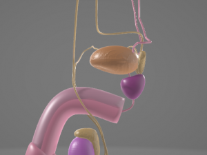 THE MALE REPRODUCTIVE SYSTEM - ANATOMY 3D MODEL 3D Model