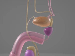 THE MALE REPRODUCTIVE SYSTEM - ANATOMY 3D MODEL 3D Model