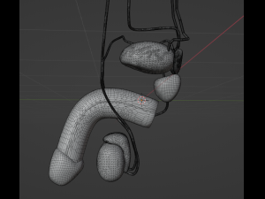 THE MALE REPRODUCTIVE SYSTEM - ANATOMY 3D MODEL 3D Model