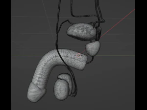 THE MALE REPRODUCTIVE SYSTEM - ANATOMY 3D MODEL 3D Model