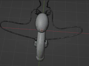 THE MALE REPRODUCTIVE SYSTEM - ANATOMY 3D MODEL 3D Model