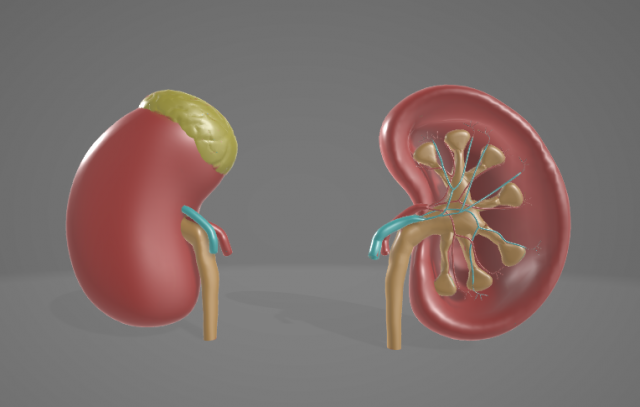 HUMAN KIDNEYS - ANATOMY 3D MODEL Modelo 3D .c4d .max .obj .3ds .fbx .stl .blend 