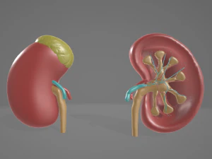 인간의 신장 - 해부학 3D 모델 3D 모델