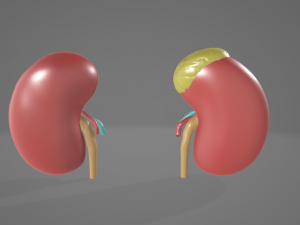 HUMAN KIDNEYS - ANATOMY 3D MODEL Modelo 3D