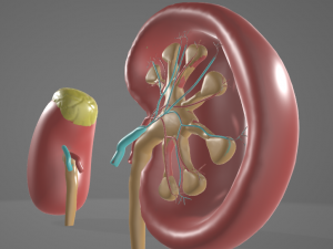 HUMAN KIDNEYS - ANATOMY 3D MODEL Modelo 3D