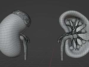 HUMAN KIDNEYS - ANATOMY 3D MODEL Modelo 3D