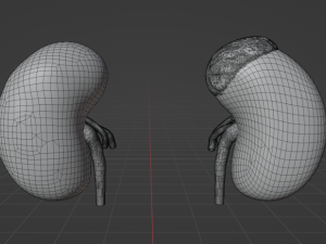 HUMAN KIDNEYS - ANATOMY 3D MODEL Modelo 3D