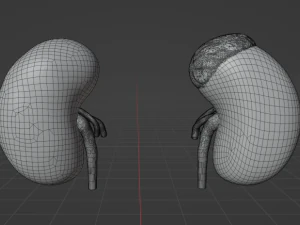 HUMAN KIDNEYS - ANATOMY 3D MODEL 3D Model