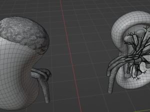 HUMAN KIDNEYS - ANATOMY 3D MODEL Modelo 3D