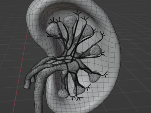 HUMAN KIDNEYS - ANATOMY 3D MODEL Modelo 3D
