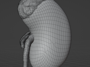 HUMAN KIDNEYS - ANATOMY 3D MODEL Modelo 3D