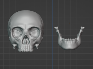Human Skull 3Dモデル