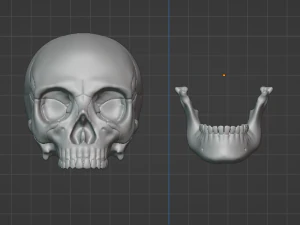 Human Skull 3D Model