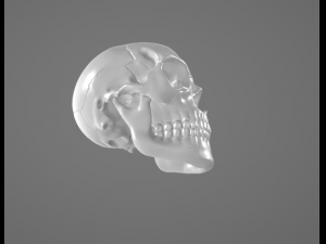 Human Skull 3Dモデル