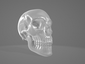 Human Skull 3Dモデル