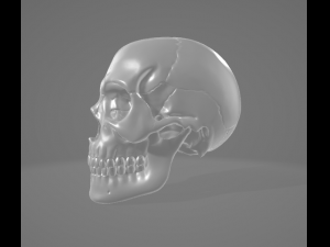 Human Skull 3Dモデル