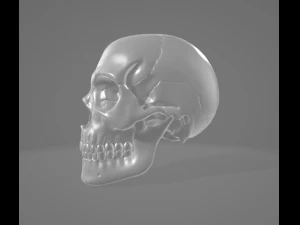 Human Skull 3D Model