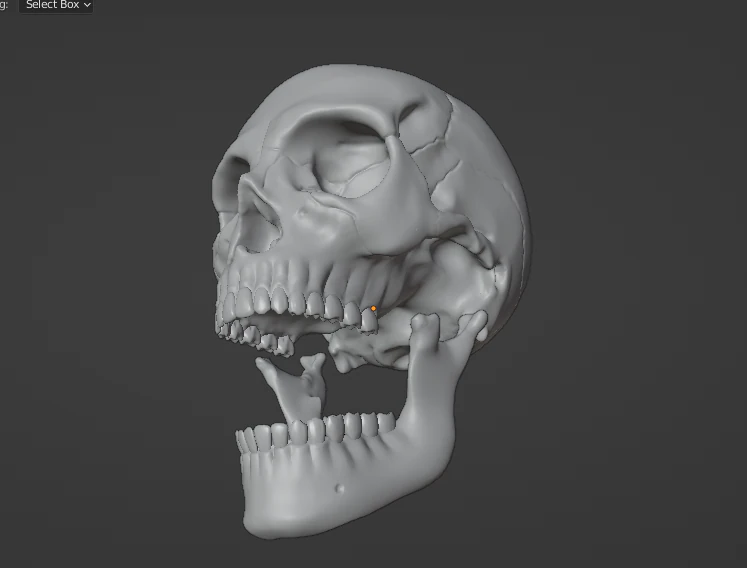 Human Skull 3D Model .c4d .max .obj .3ds .fbx .stl .blend 