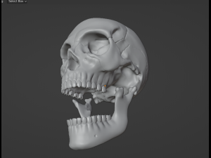 Human Skull Model 3D