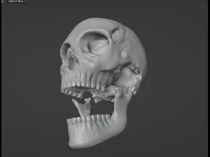 cr&aacute;neo humano Modelo 3D