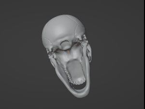 Human Skull 3Dモデル