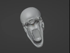 Human Skull 3D Model